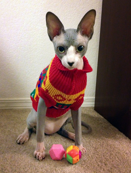 毛のない猫も結構可愛い写真