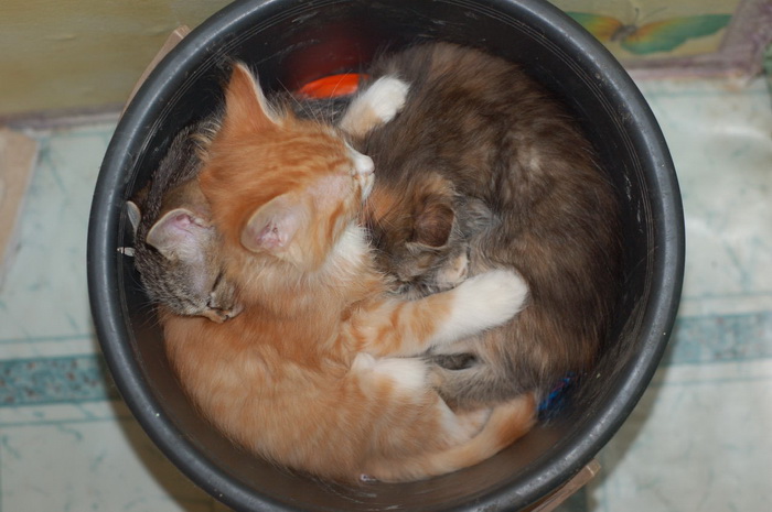 まるで液体のようなネコの写真