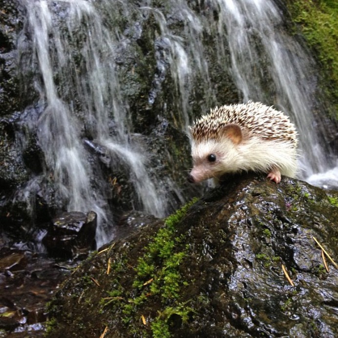 かわいいハリネズミには旅をさせる写真