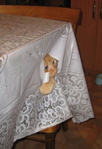 もう可愛すぎて何と言って良いのか分からない動物