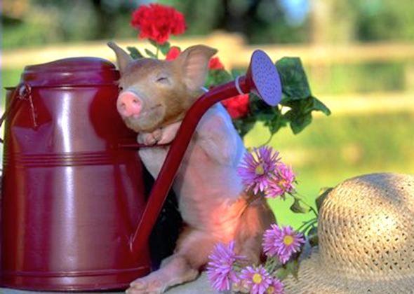 ふかふかした可愛すぎる動物画像
