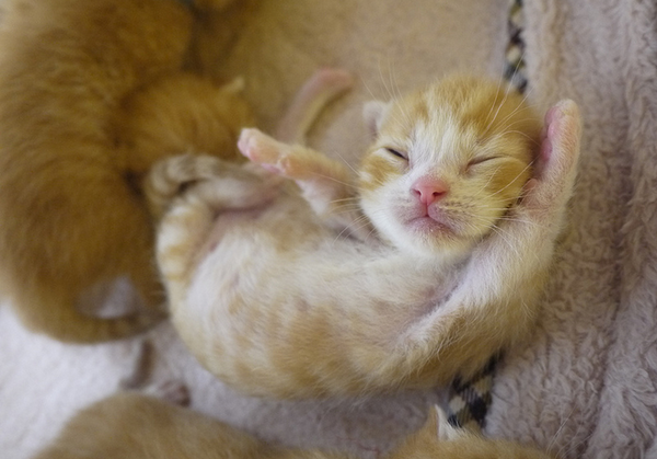 可愛すぎる！猫マンチカンの可愛い写真