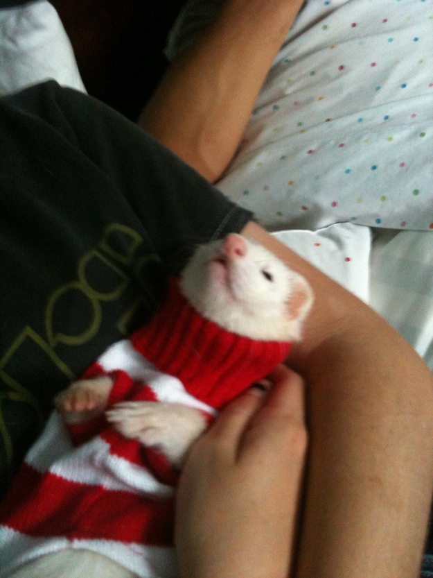 セーター着た暖かそうな動物画像