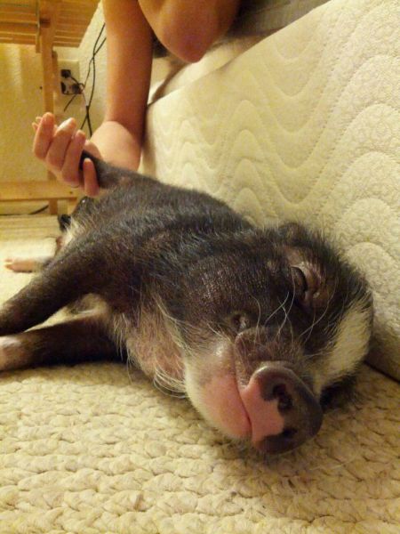 癒しの可愛い動物画像