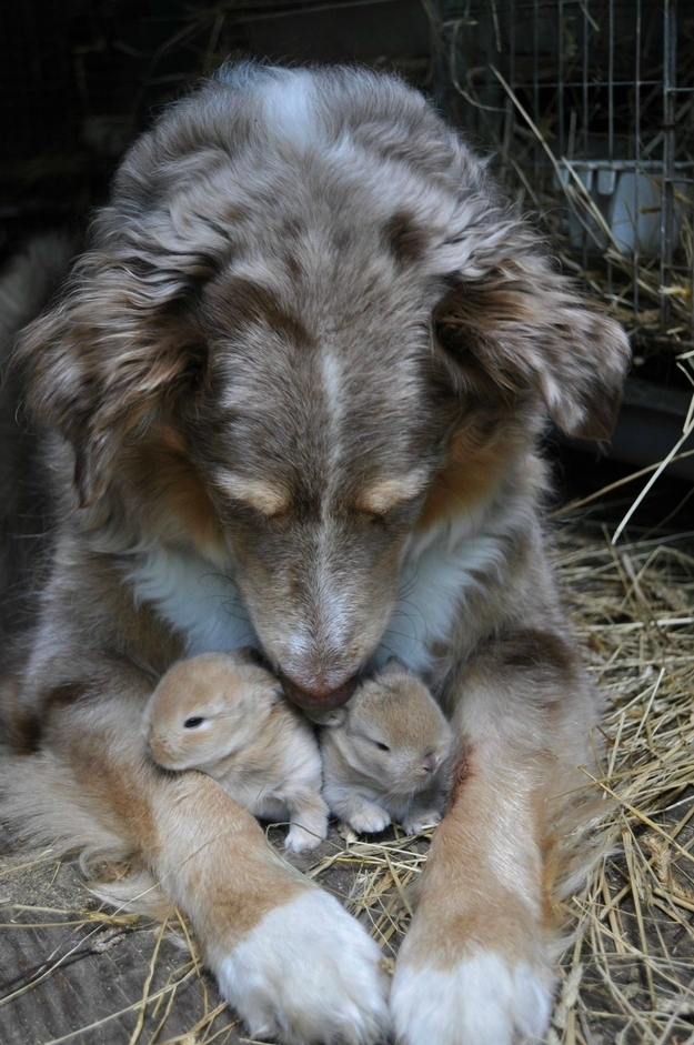 抱きしめたくなるほど可愛い動物の画像