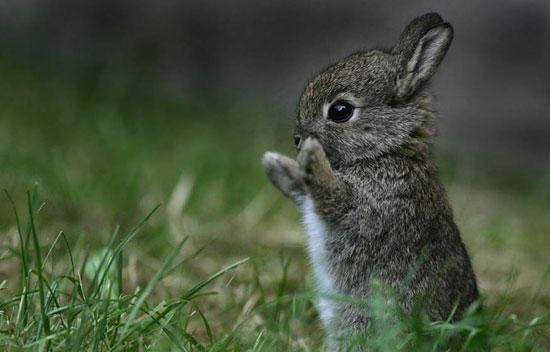 春になって動物の可愛い赤ちゃんが喜ぶ写真