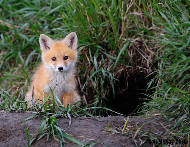 春になって動物の可愛い赤ちゃんが喜ぶ写真
