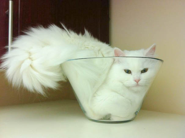 どんな隙間にもフィットしてしまう猫の写真