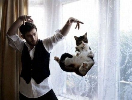 空中を飛行する猫たちの可愛い写真