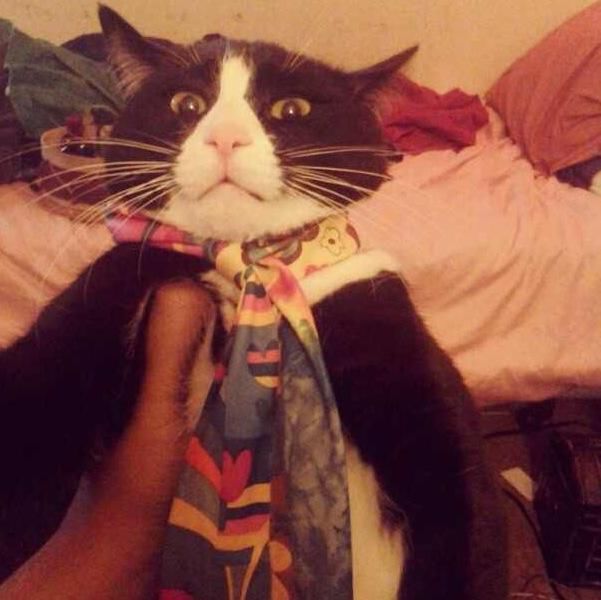 本当に可愛すぎる動物たちの写真