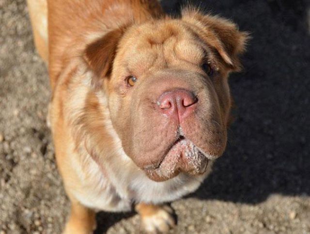 愛嬌ありすぎるミックス犬の写真