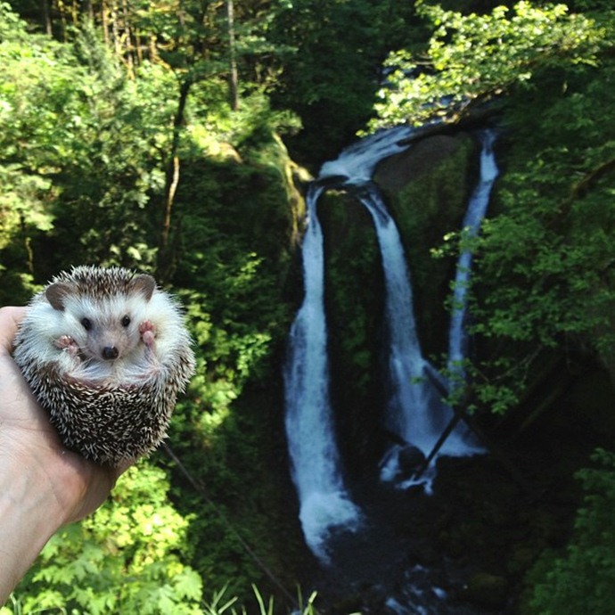 かわいいハリネズミには旅をさせる写真
