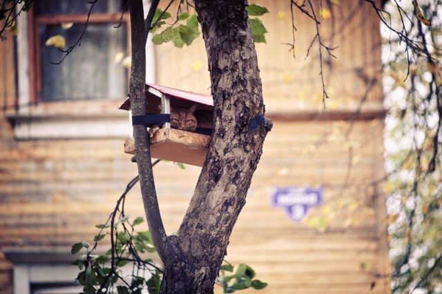 もう可愛すぎて何と言って良いのか分からない動物