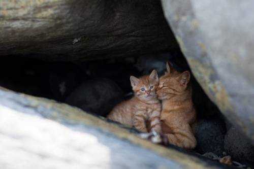 福岡にあった猫の島の写真
