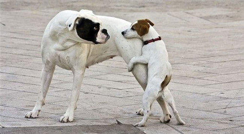 何かにおびえるキュートな動物たちの写真