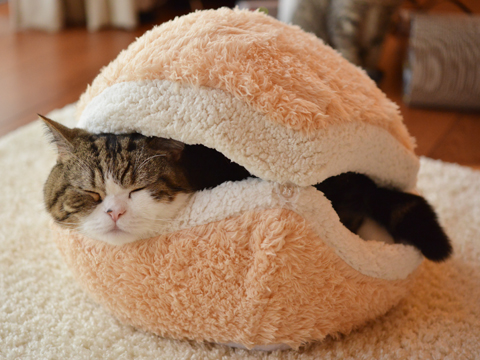 やっぱり可愛い猫の画像