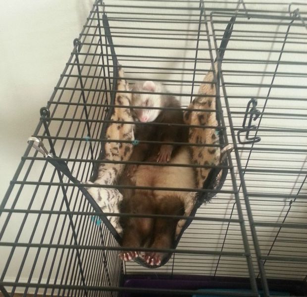 ちょっと可愛すぎる動物たちの写真