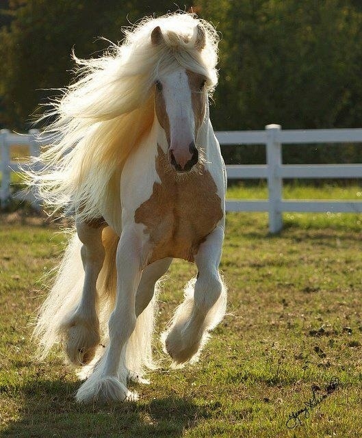 お前らよりもサラサラヘアの馬の写真