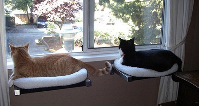 猫のために設計されたインテリアや小物が可愛い写真