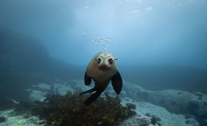 海中で泳ぐオットセイがかわいい写真