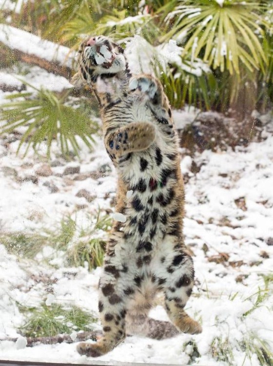 雪と戯れるヒョウの写真