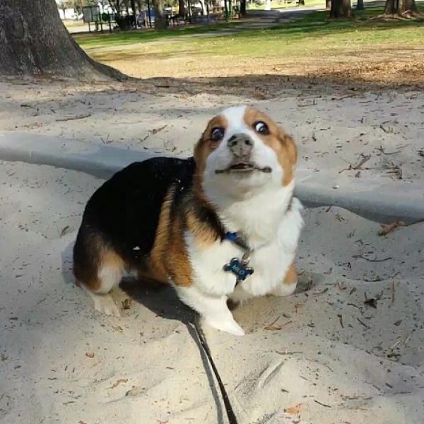 コーギー犬が本当に可愛すぎる写真
