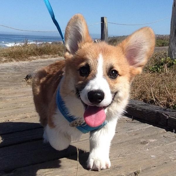 コーギー犬が本当に可愛すぎる写真