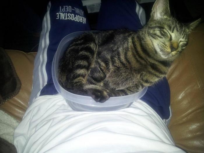 まるで液体のようなネコの写真