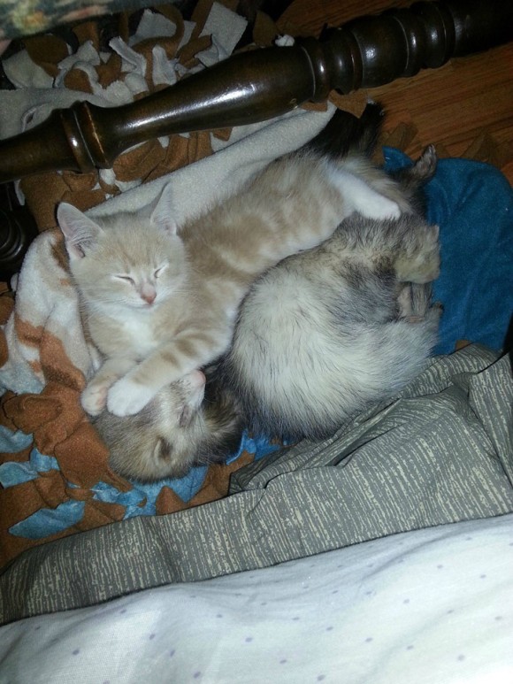 フェレットを多頭飼いしている飼い主が路上でさまよっている子猫を招き入れたらこうなった。