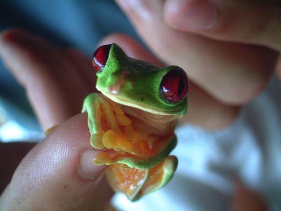 手乗り動物や虫たちが可愛い写真
