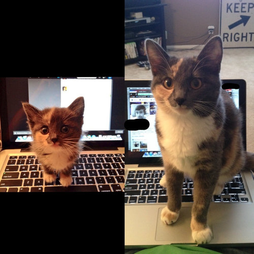 動物たちの赤ちゃん時代と今を比較した写真いろいろ