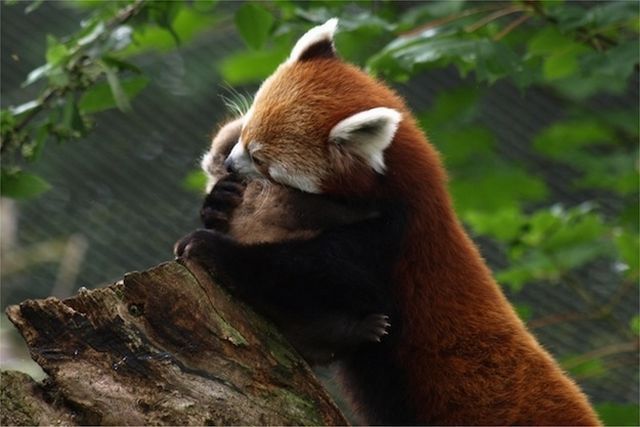 癒しの可愛い動物の画像