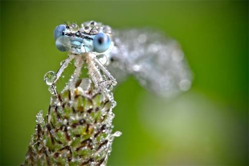 キラキラと輝くトンボの写真