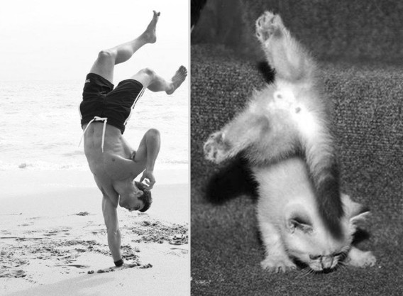 どっちが好き？同じようなポーズのイケメンと猫の比較画像