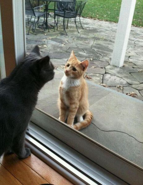 もう可愛すぎて何と言って良いのか分からない動物