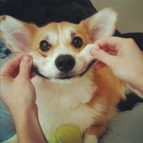 コーギー犬が本当に可愛すぎる写真