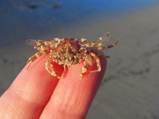 手乗り動物や虫たちが可愛い写真