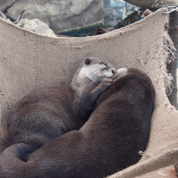 かわうそ本当に可愛いね！写真