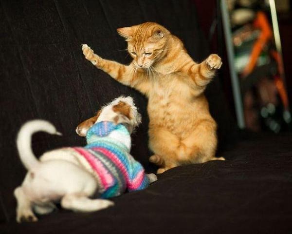 本当は仲良し？犬と猫が喧嘩している写真