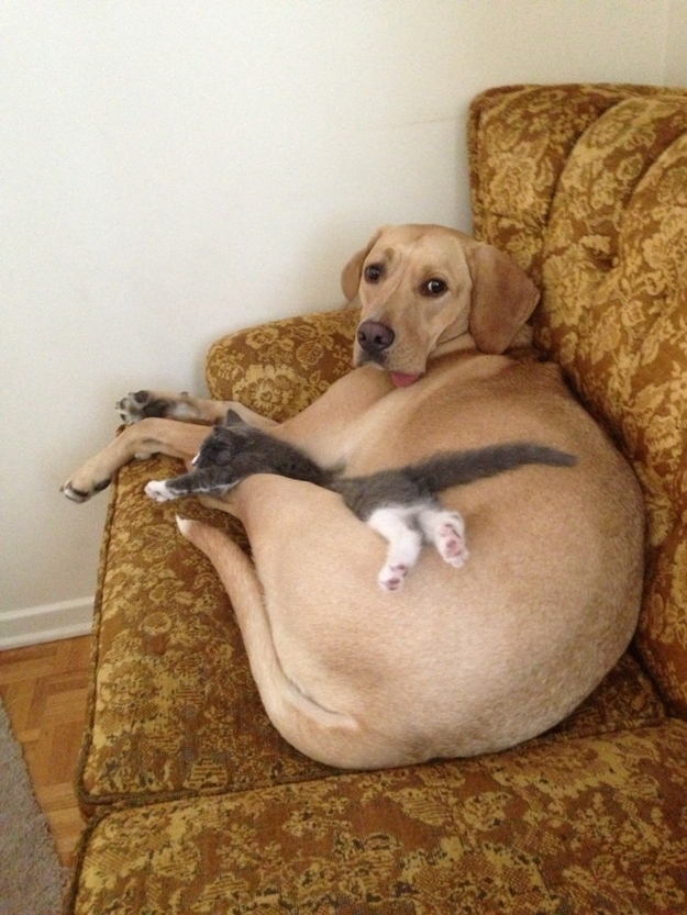 犬と猫が仲良しの可愛い写真