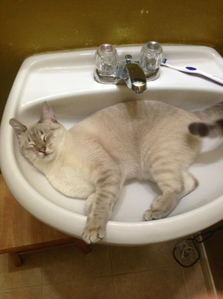 癒しの可愛い動物の画像