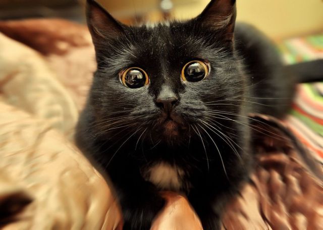 可愛い動物の画像が沢山集まったよ！