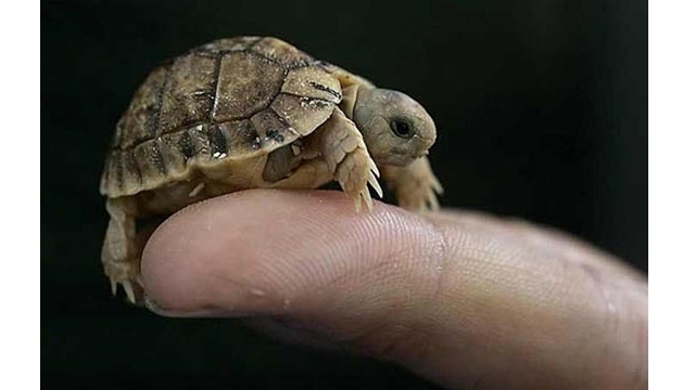 手乗り動物や虫たちが可愛い写真