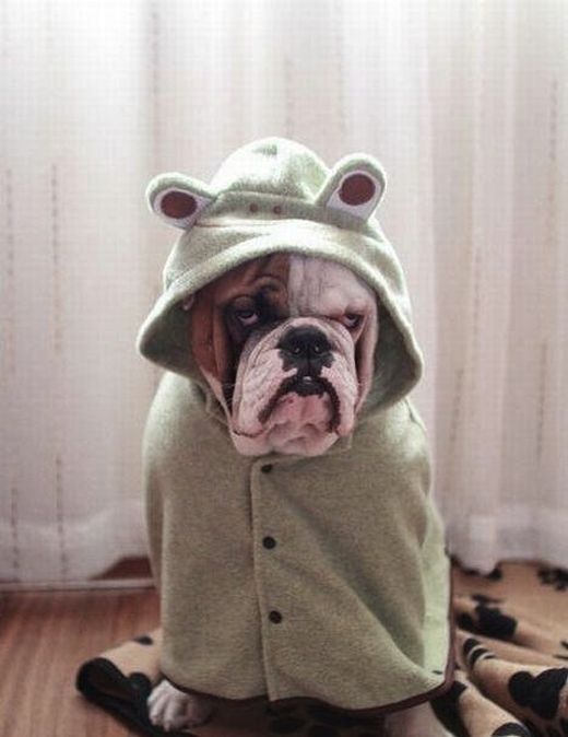 思わず微笑んでしまう可愛い動物達の写真