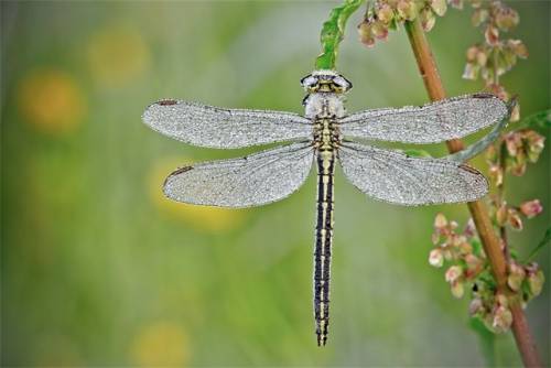 キラキラと輝くトンボの写真