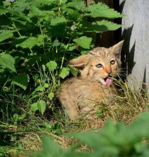 かわいい動物の画像