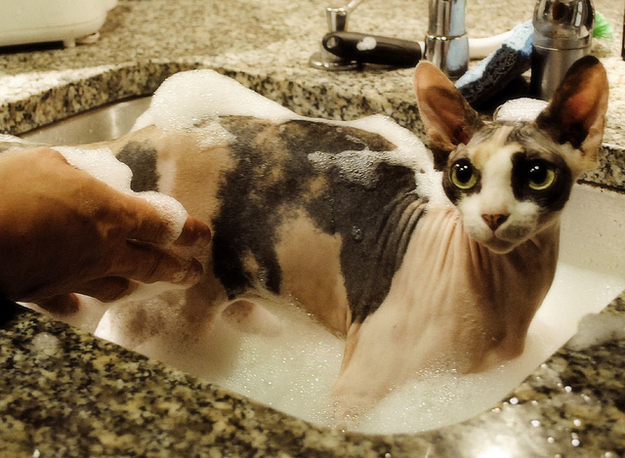毛のない猫も結構可愛い写真