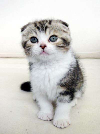 本当に可愛い猫の写真