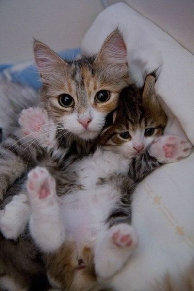 癒しの可愛い動物の画像