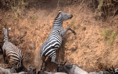 アフリカの大自然でヌーとシマウマが一緒に危険な川を渡る